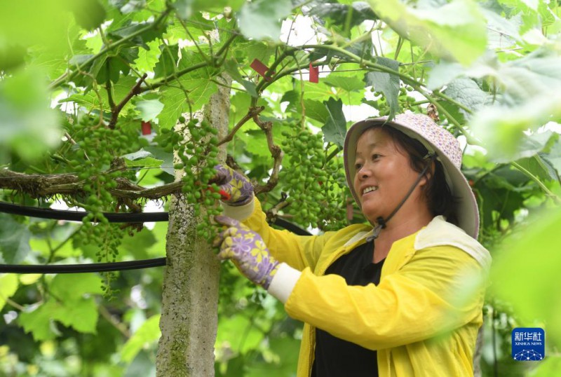 5月6日，在廣西東蘭縣武篆鎮(zhèn)東里村葡萄園，村民在管護(hù)葡萄。