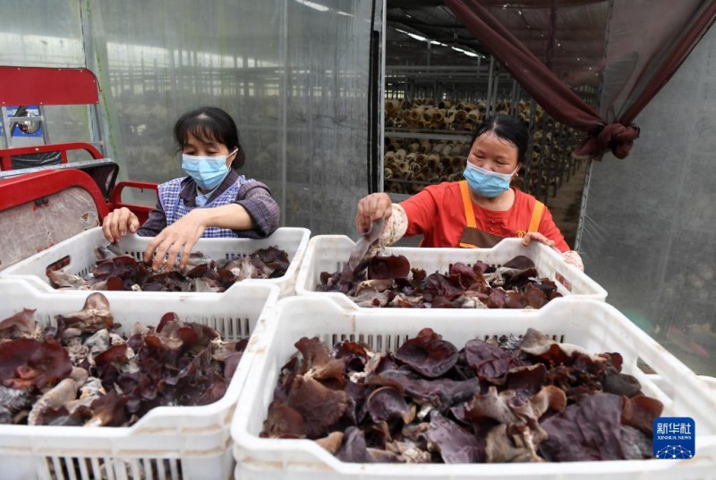 5月6日，在廣西東蘭貴隆生態(tài)農(nóng)業(yè)科技有限公司食用菌產(chǎn)業(yè)園，工人分揀剛采摘的食用菌。