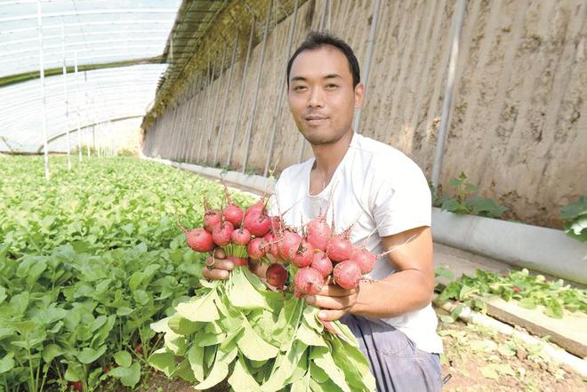 蔬菜種植戶忙得不亦樂(lè)乎。攝影：鄧建青