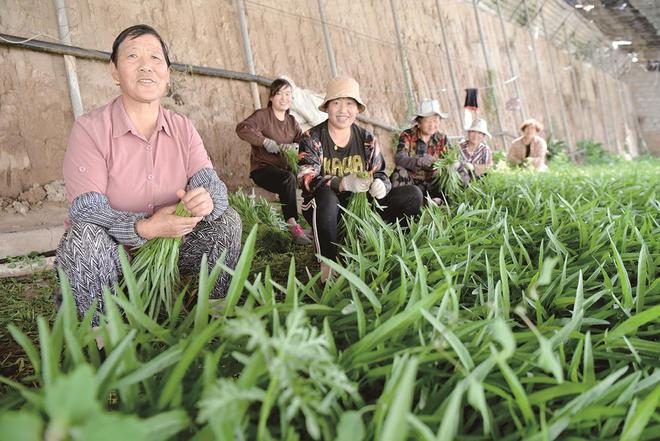 7月5日，在青?；萏镛r(nóng)業(yè)種植基地內(nèi)，農(nóng)戶收割蔬菜。攝影：鄧建青