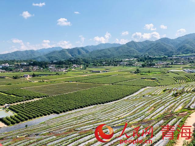 遠(yuǎn)眺藍(lán)莓基地。人民網(wǎng) 劉沛然攝